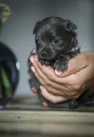 Lu lu, a female Chihuahua for sale in Brooklyn, NY – 4 of 10