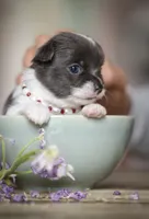 Luna, a female Chihuahua for sale in Brooklyn, NY – 3 of 10