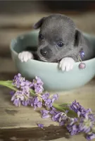 Linda, a female Chihuahua for sale in Brooklyn, NY – 7 of 10