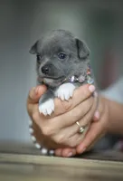 Linda, a female Chihuahua for sale in Brooklyn, NY – 5 of 10