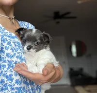 Luna, a female Chihuahua for sale in Brooklyn, NY – 4 of 10