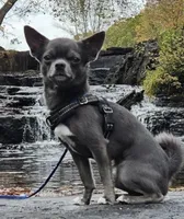King Lorens, a male Chihuahua for sale in Brooklyn, NY – 10 of 10
