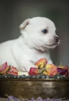 King Lorens, a male Chihuahua for sale in Brooklyn, NY – 9 of 10