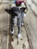 Linda, a female Chihuahua for sale in Brooklyn, NY – 6 of 9