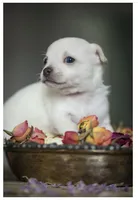 King Lorens, a male Chihuahua for sale in Brooklyn, NY – 4 of 10