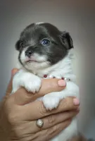 Luna, a female Chihuahua for sale in Brooklyn, NY – 10 of 10