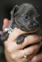Lu lu, a female Chihuahua for sale in Brooklyn, NY – 5 of 10