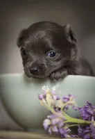 Lu lu, a female Chihuahua for sale in Brooklyn, NY – 2 of 10