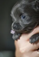 Lu lu, a female Chihuahua for sale in Brooklyn, NY – 3 of 10