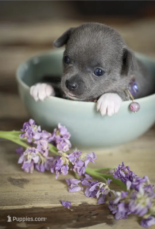 Linda – Chihuahua puppy for sale in Brooklyn, NY