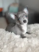 Linda, a female Chihuahua for sale in Brooklyn, NY – 3 of 9