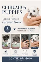 Linda, a female Chihuahua for sale in Brooklyn, NY – 10 of 10