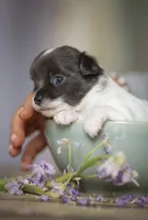 Luna, a female Chihuahua for sale in Brooklyn, NY – 7 of 10