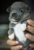 Linda, a female Chihuahua for sale in Brooklyn, NY – 3 of 10