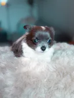 Luna, a female Chihuahua for sale in Brooklyn, NY – 2 of 10
