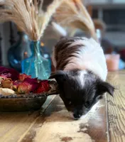 Luna, a female Chihuahua for sale in Brooklyn, NY – 5 of 10