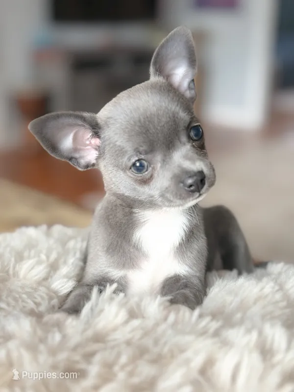 Linda – Chihuahua puppy for sale in Brooklyn, NY