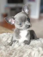 Linda, a female Chihuahua for sale in Brooklyn, NY – 8 of 9