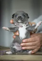 Linda, a female Chihuahua for sale in Brooklyn, NY – 2 of 10