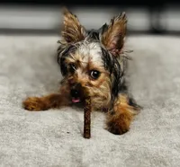 Ozzie, a male Yorkshire Terrier for sale in Daytona Beach, FL – 3 of 4