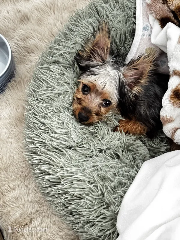 Ozzie – Yorkshire Terrier puppy for sale in Daytona Beach, FL