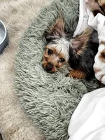 Ozzie, a male Yorkshire Terrier for sale in Daytona Beach, FL – 1 of 4