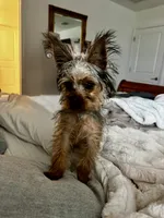 Ozzie, a male Yorkshire Terrier for sale in Daytona Beach, FL – 4 of 4