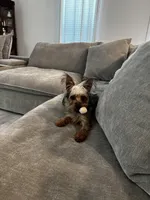 Ozzie, a male Yorkshire Terrier for sale in Daytona Beach, FL – 2 of 4