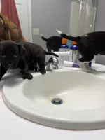 Ghost, a male Dachshund and Chihuahua for sale in Decatur, GA – 2 of 4