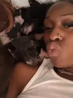 Ghost, a male Dachshund and Chihuahua for sale in Decatur, GA – 1 of 4