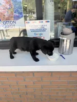 Ghost, a male Dachshund and Chihuahua for sale in Decatur, GA – 4 of 4