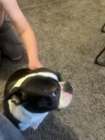 Buddy, a male Boston Terrier for sale in Yukon, OK – 2 of 5