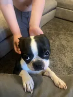 Buddy, a male Boston Terrier for sale in Yukon, OK – 1 of 5
