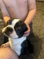 Buddy, a male Boston Terrier for sale in Yukon, OK – 3 of 5