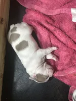 Fat boy, a male Boston Terrier for sale in Georgetown, KY – 2 of 2