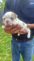 Fat boy, a male Boston Terrier for sale in Georgetown, KY – 1 of 2