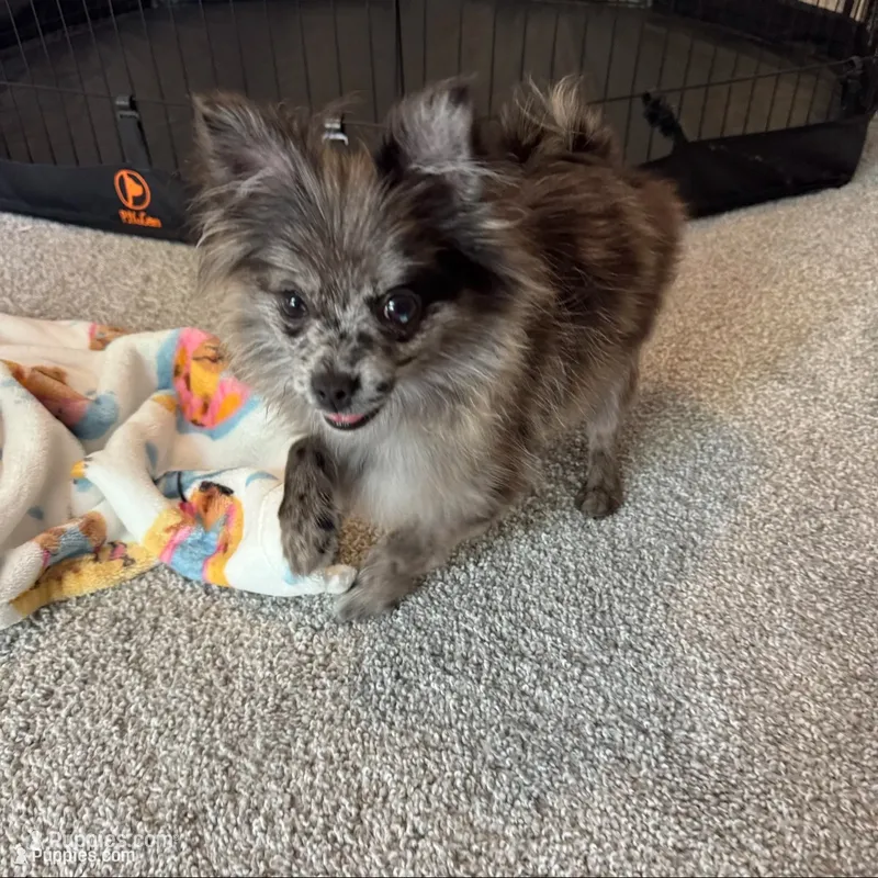 pebble – Pomeranian puppy for sale in DeLand Southwest, FL