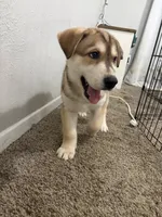 Ritz, a male Siberian Husky and Golden Retriever for sale in Dallas, TX – 2 of 4