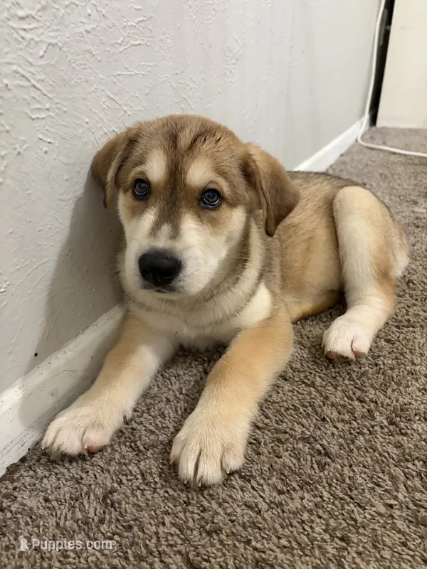 Ritz – Siberian Husky, Golden Retriever puppy for sale in Dallas, TX