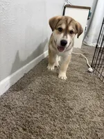 Ritz, a male Siberian Husky and Golden Retriever for sale in Dallas, TX – 4 of 4