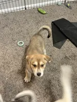 Ritz, a male Siberian Husky and Golden Retriever for sale in Dallas, TX – 3 of 4