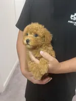 AKC-Mochi, a male Poodle - Toy  for sale in Miami, FL – 1 of 7