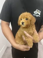 AKC-Mochi, a male Poodle - Toy  for sale in Miami, FL – 5 of 7