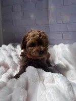AKC-Teemo, a female Poodle - Toy  for sale in Miami, FL – 9 of 10