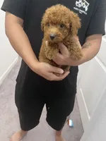 AKC-Milo, a male Poodle - Toy  for sale in Miami, FL – 3 of 7