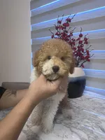 AKC-Marble, a male Poodle - Toy  for sale in Miami, FL – 1 of 10