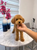 AKC-Mochi, a male Poodle - Toy  for sale in Miami, FL – 4 of 8