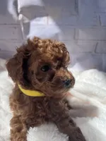 AKC-Lumi, a female Poodle - Toy  for sale in Miami, FL – 5 of 8