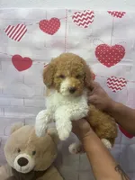 AKC-Marble, a male Poodle - Toy  for sale in Miami, FL – 3 of 9
