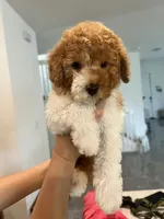 AKC-Marble, a male Poodle - Toy  for sale in Miami, FL – 2 of 9
